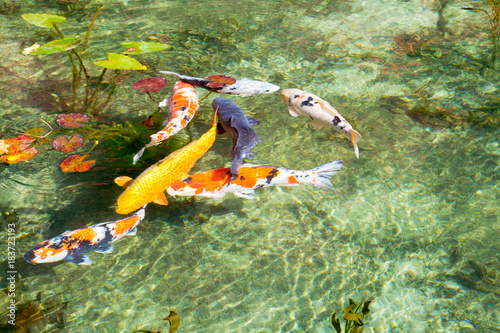 Monet's Pond, Seki, Gifu, Japan