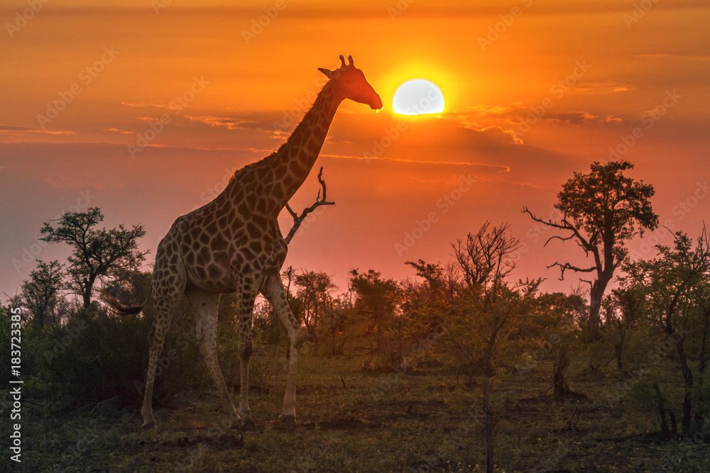 Obraz premium Żyrafa w Parku Narodowym Krugera w RPA