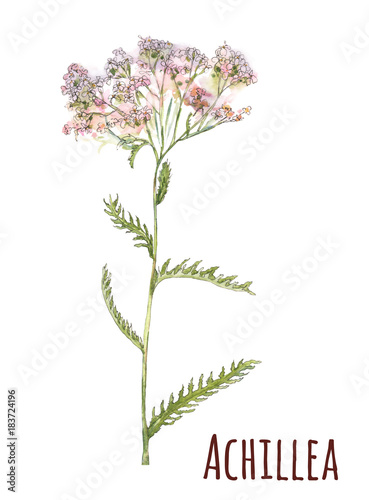 Achillea  yarrow   medicinal plant. White  pink small flowers and green leaves  hand draw watercolor painting  realistic botanical illustration on white background