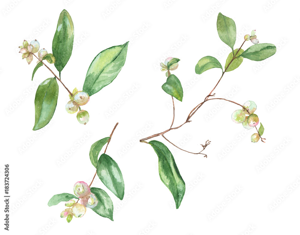 Set of small twigs with white berries and green leaves common snowberry (Symphoricarpos albus). Garden bush, Christmas decoration. Hand draw watercolor painting, botanical illustration, vintage Set of small twigs with white berries and green leaves common snowberry (Symphoricarpos albus). Garden bush, Christmas decoration. Hand draw watercolor painting, botanical illustration, vintage