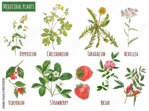 Set of medicinal plants: strawberry, briar (rose), taraxacum (dandelion), chelidonium, hypericum, viburnum, achillea. Flowers, berries, leaves. Realistic botanical illustration on white background