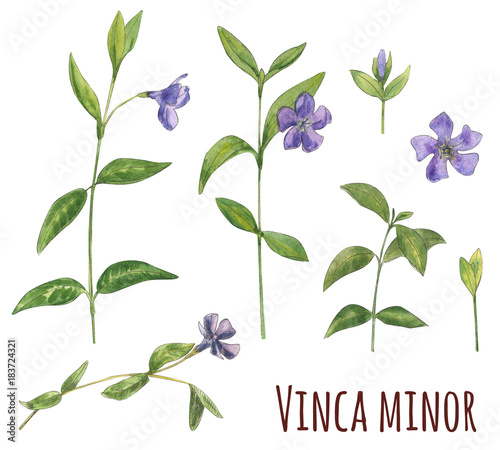 Set of Vinca minor (lesser periwinkle), blue flowers, green leaves, hand draw watercolor painting, realistic botanical illustration on white background