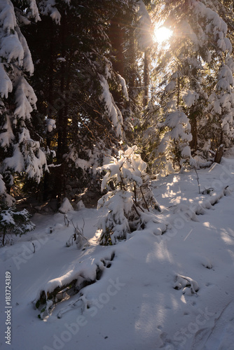Light bean on winter spruce forest © Evgen