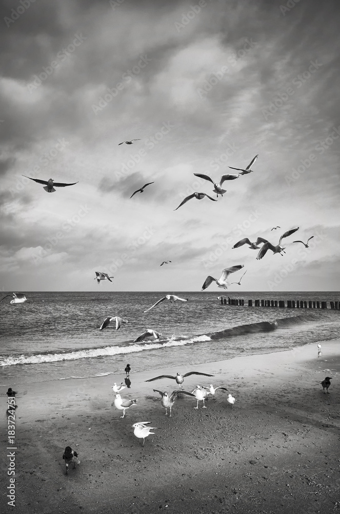 Fototapeta premium Czarno-biały obraz ptaków na plaży.