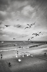 Black and white picture of birds on the beach.