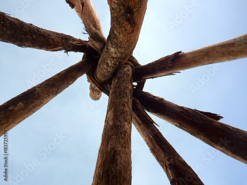 log primitive structure view from below