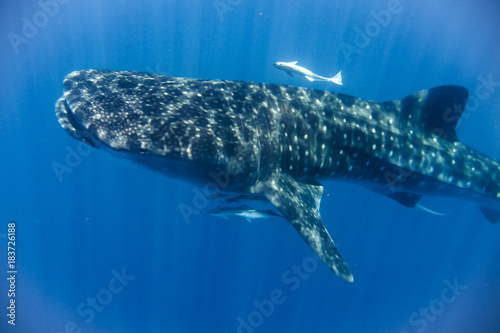 whale shark in the Indian Ocean