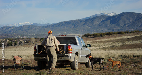 Man at the bed of his truck with a German Shorthair Pointer dog and a Vizsla puppy in a field for bird hunting