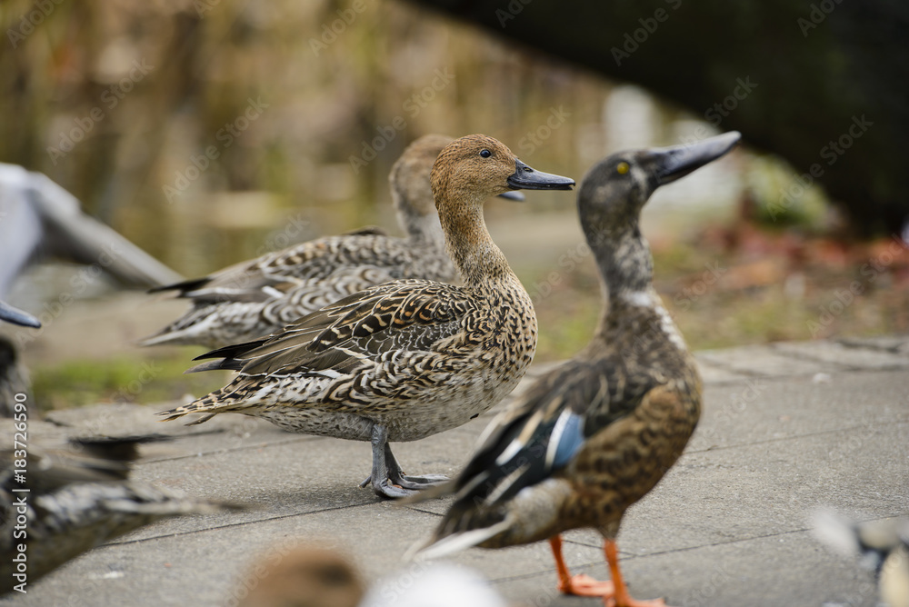 Wild duck of japan Wild duck of japan