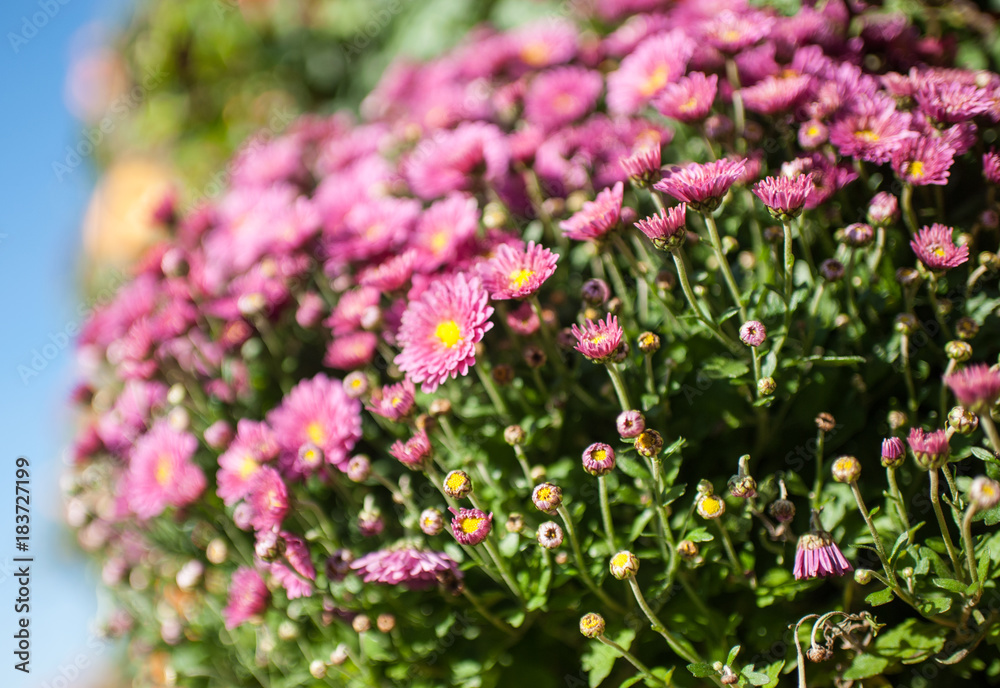 Pink flowers, shot with a small depth of difference