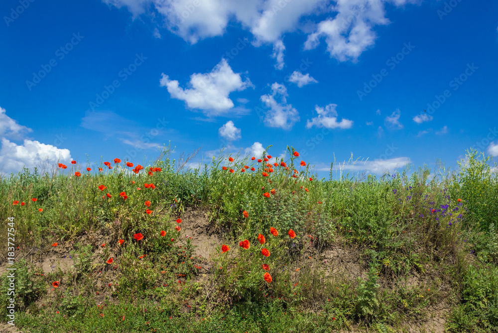 Poppies in Ulashkivtsi village near Chortkiv city in Ukraine Poppies in Ulashkivtsi village near Chortkiv city in Ukraine
