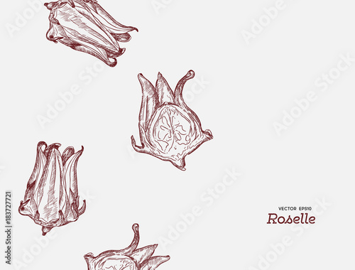 hand drawn illustration Roselle flower.