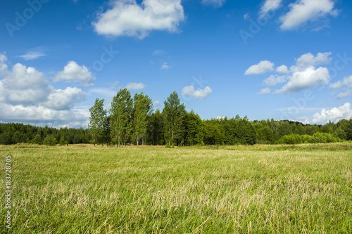 Wild meadow  forest and clear sky