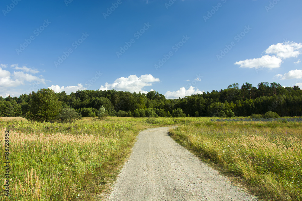 Wild meadows and field path to the forest