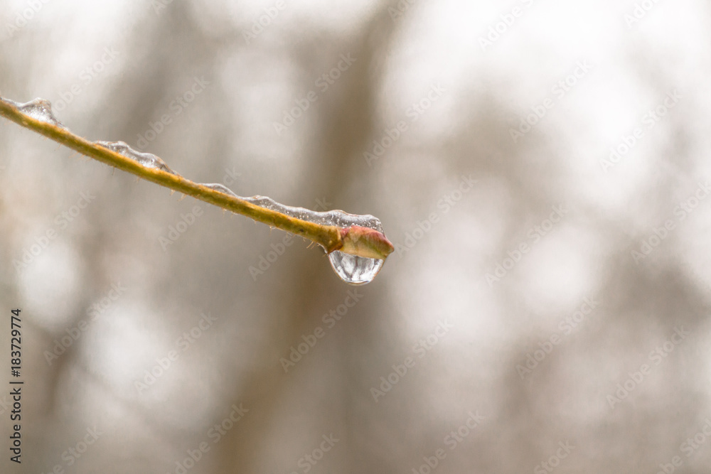 Close up of droplet water on the twig Close up of droplet water on the twig