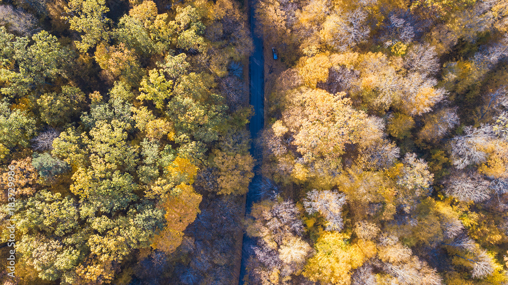 View of the road at forest with trees covered yellow foliage View of the road at forest with trees covered yellow foliage