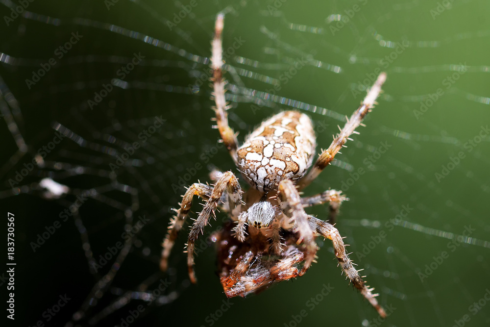 Spider garden-spider (lat. Araneus) kind araneomorph spiders of the family of Orb-web spiders (Araneidae) sits on the web Spider garden-spider (lat. Araneus) kind araneomorph spiders of the family of Orb-web spiders (Araneidae) sits on the web