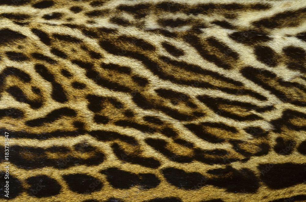 Fototapeta premium exotic feline fur texture background