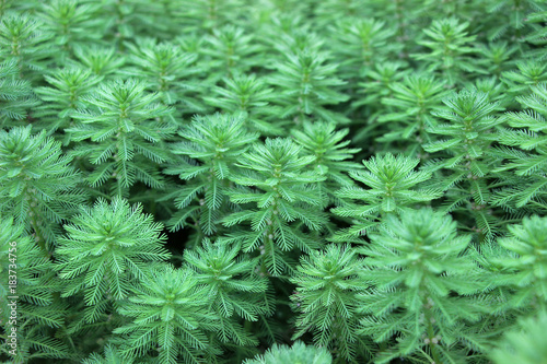 green whorled watermilfoil plants(Myriophyllum verticillatum) in garden  photo