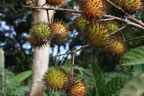  unique fruit called rambutan