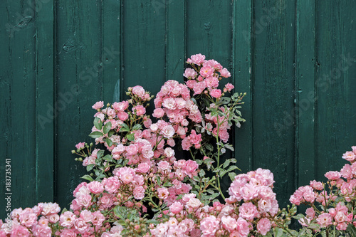 pink rose bushes with dark green wooden wall in garden