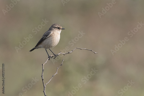 Portrait of Female Stonechat Sitting on a Branch