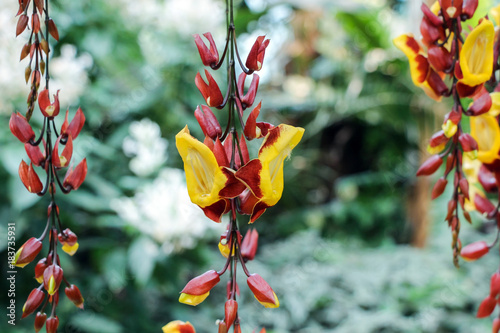 blooming thunbergia mysorensis (Brick And Butter Vine)  flowers  hanging in garden  photo