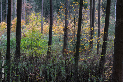 Fototapeta Naklejka Na Ścianę i Meble -  forest in fall