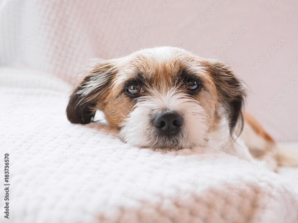 Hund auf einer weiße Decke liegend auf dem Sofa. Ruhe, Gelassenheit, Blick in die Kamera. Hund auf einer weiße Decke liegend auf dem Sofa. Ruhe, Gelassenheit, Blick in die Kamera.