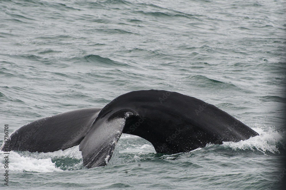 Obraz premium Whale tail splash/Humpback whale diving in the Arctic sea and showing its tail in an Icelandic fiord during a boat cruise from Husavik.