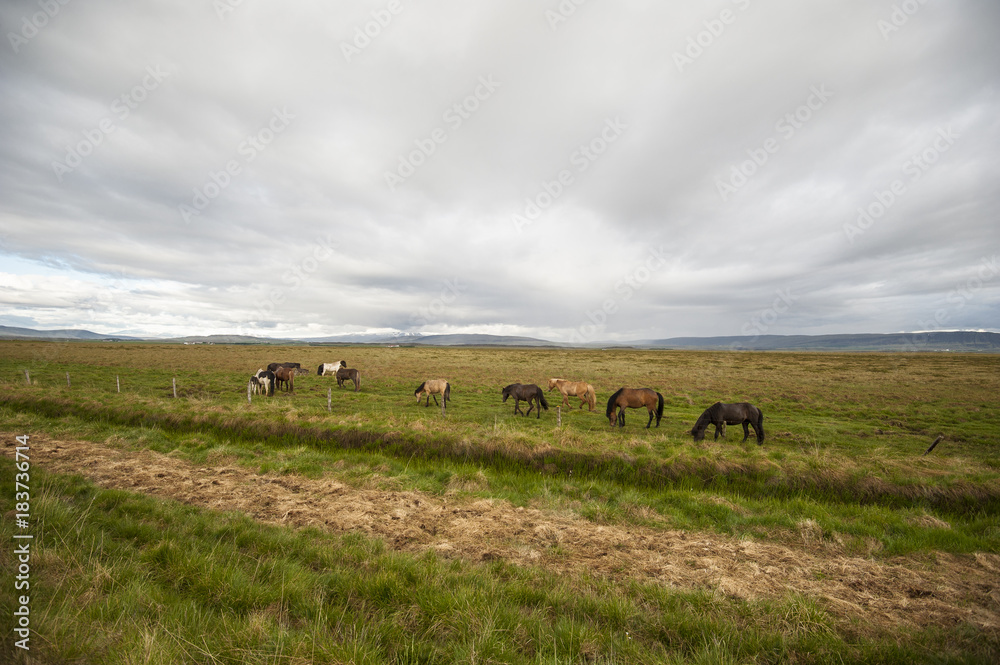 Horses herd in Iceland/Icelandic horses herd pasturing the open fields under the clouded heavy sky. 