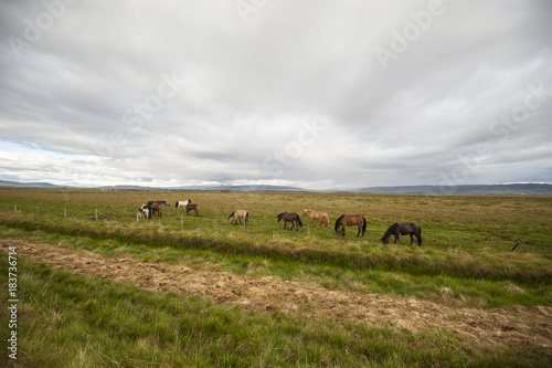 Horses herd in Iceland/Icelandic horses herd pasturing the open fields under the clouded heavy sky.  © sorin