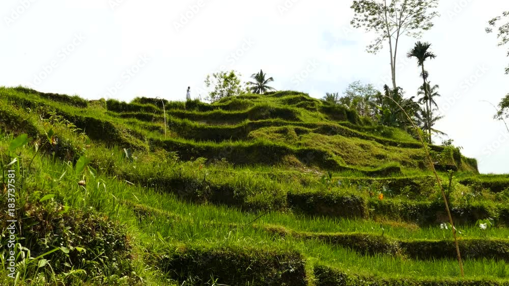 Desa Pakraman rice terrace near Ubud, Bali, Indonesia