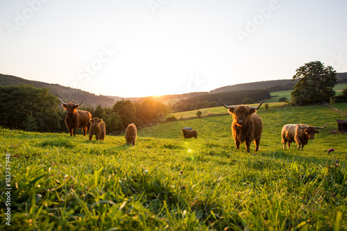 Hochlandrinder Sauerland Natur Wiese Sonnenuntergang Kuh