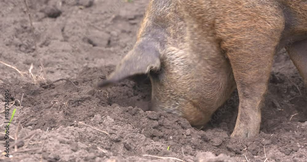 Red Mangalitsa or wooly pig rooting in mud. Mangalitsa pigs like to forage, dig for grubs on forested land, they eat anything. Red Mangalitsa or wooly pig rooting in mud. Mangalitsa pigs like to forage, dig for grubs on forested land, they eat anything.