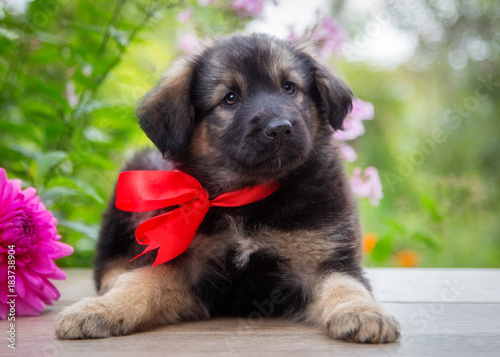 Puppy in the park next to a basket of flowers