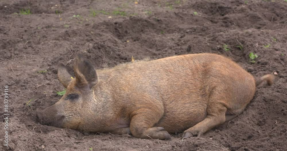 Red Mangalitsa or wooly pig sound asleep in mud. A pig in the mud is a happy pig. Free-range, outdoors, they have a decent life. Red Mangalitsa or wooly pig sound asleep in mud. A pig in the mud is a happy pig. Free-range, outdoors, they have a decent life.