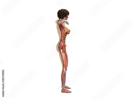 A female layer body anatomy for books 3d ilustration on white