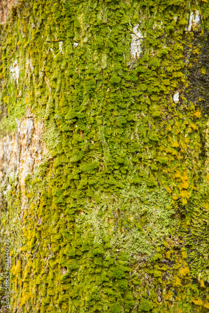 Obraz premium Moss on tree trunk, Moss texture background
