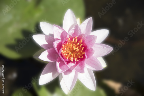 Lotus flower or blossom buds blossoming on the pond in the garden