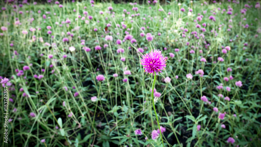 Closeup Pink Flower in the Field Closeup Pink Flower in the Field