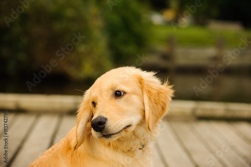 Golden Retriever puppy dog on dock in nature