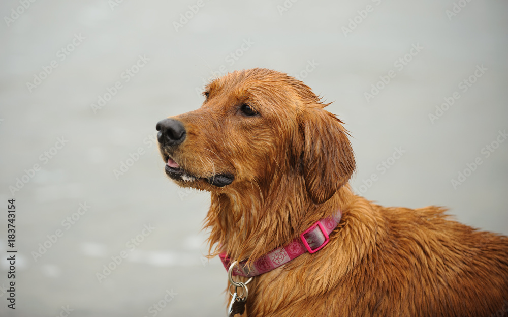 Golden Retriever portrait Golden Retriever portrait