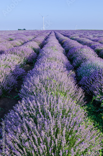 Lavender field near Poruchik Chuchevo village in Bulgaria