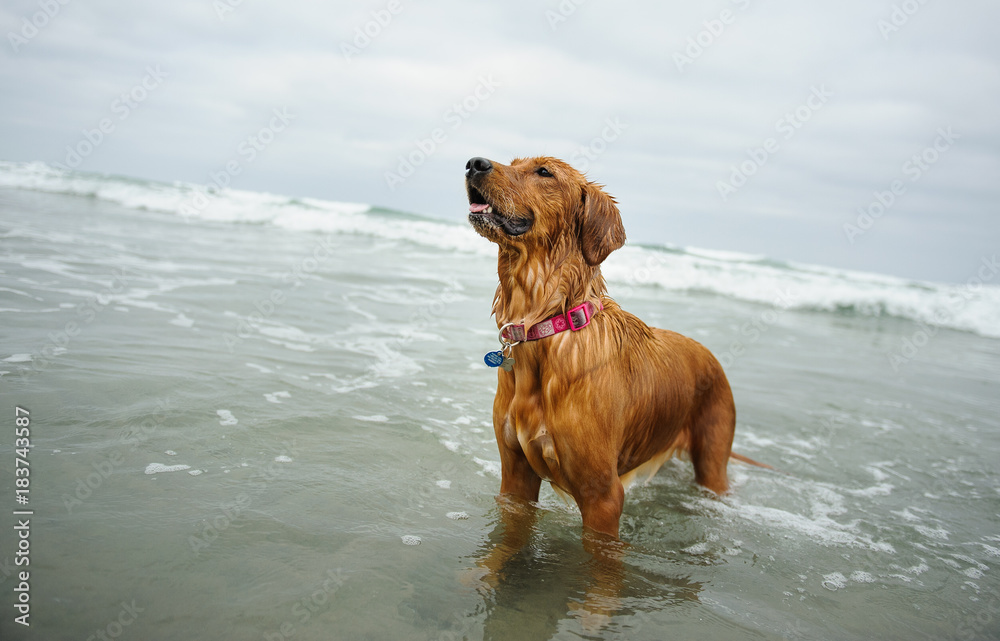 Golden Retriever standing in ocean water Golden Retriever standing in ocean water