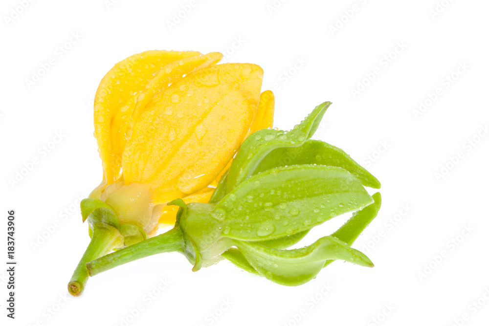 yellow ylang-ylang flower on white background yellow ylang-ylang flower on white background