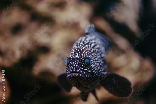 Cephalopholis Argus with bright blue eyes and spotted skin floats against the background of stones.