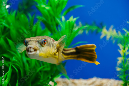 Tetraodon lineatus floats in the aquarium close-up. Yellow toothy predatory fish. © Daniil