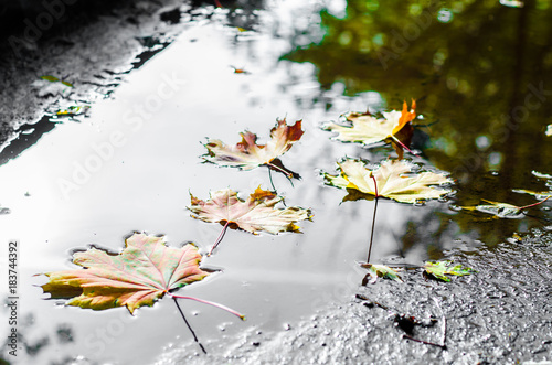 yellow leaves in autumn in water