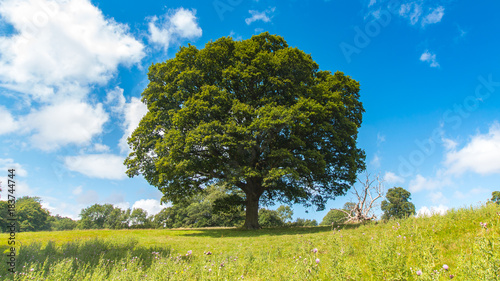 oak tree in field with blue sky